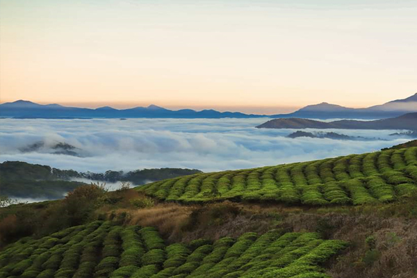 Dalat Cau Dat Tea Hill Sea Cloud Hunting Tour